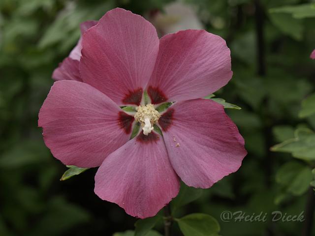 Hibiscus syriacus Woodbridge1.JPG